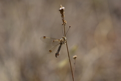 Deleproctophylla australis