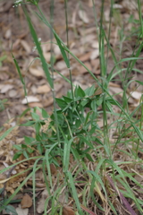 Hordeum bulbosum