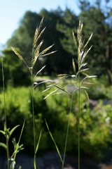 Bromus variegatus