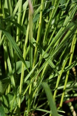 Bromus variegatus