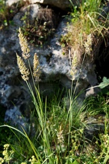 Koeleria eriostachya