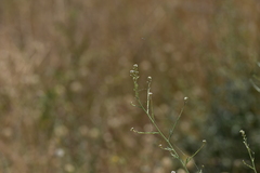 Lepidium graminifolium