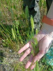 Agropyron cristatum
