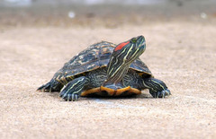 Gulbukig Vattensköldpadda - Photo (c) Kala Murphy King, vissa rättigheter förbehållna (CC BY-NC-ND), uppladdad av Kala Murphy King