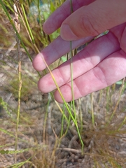 Agropyron cristatum