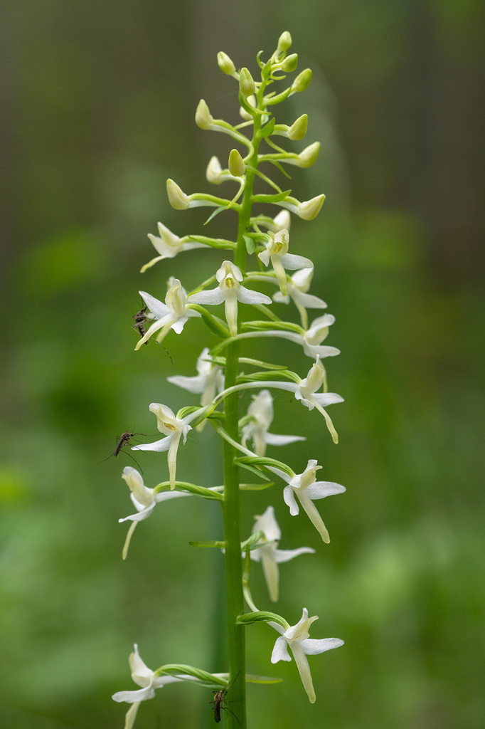 Platanthera