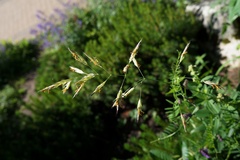 Bromus variegatus