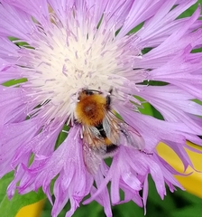 Bombus