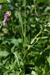 Bromus variegatus