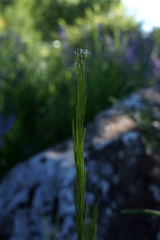 Arabis sagittata