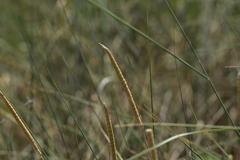 Phleum pratense bertolonii