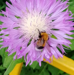 Bombus