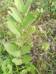 Annona senegalensis