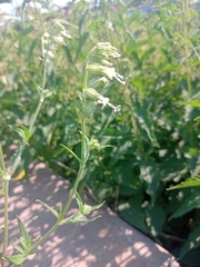 Silene dichotoma