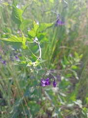 Solanum dulcamara