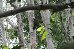 Picus viridanus