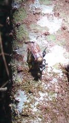 Laphria janus