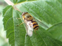 Syrphus