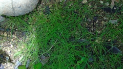 Eleocharis minima
