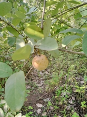 Annona senegalensis