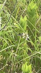 Bombus pensylvanicus