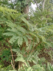 Parkia biglobosa