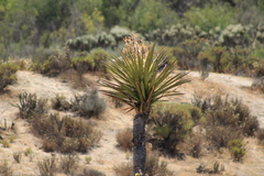 Yucca valida