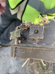 Latrodectus hesperus