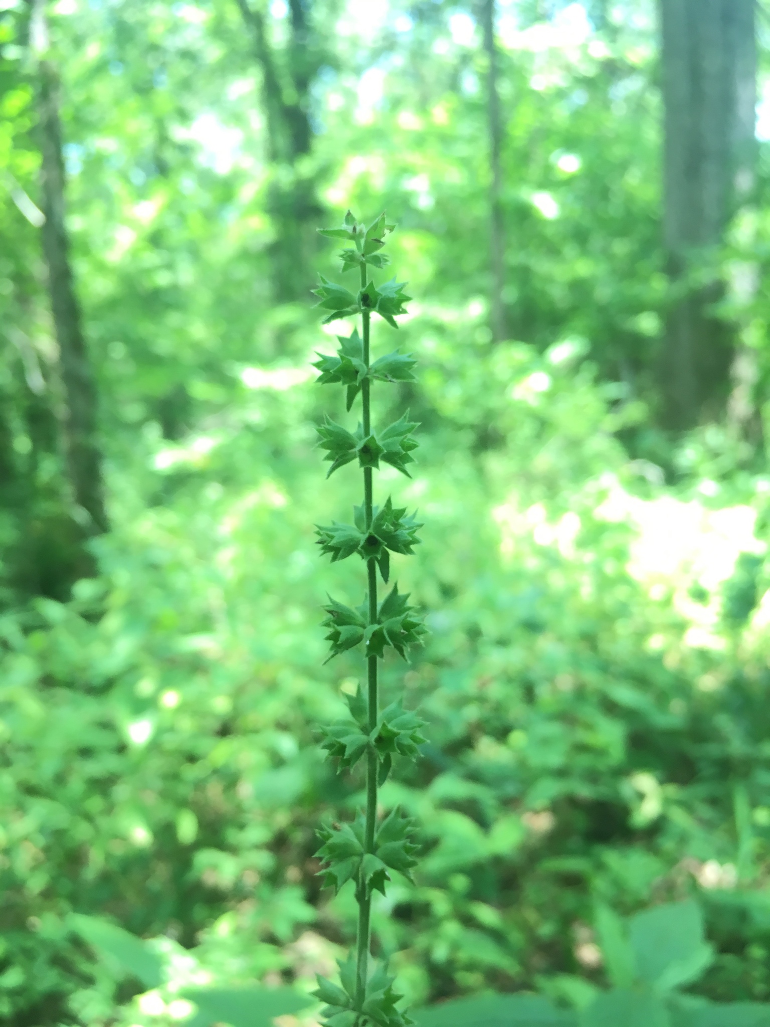 Stachys iltisii
