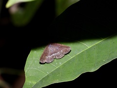 Adrapsa geometroides