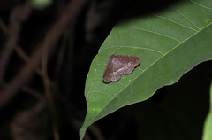 Adrapsa geometroides