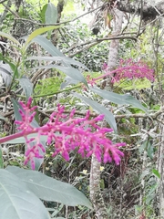 Palicourea angustifolia
