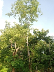 Terminalia leiocarpa