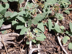 Phacelia hydrophylloides
