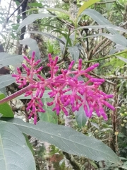 Palicourea angustifolia