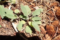 Phacelia hydrophylloides