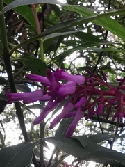 Palicourea angustifolia