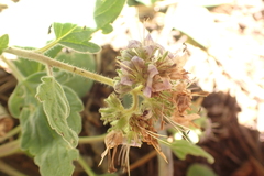 Phacelia hydrophylloides