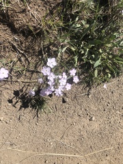 Phlox multiflora