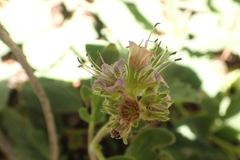 Phacelia hydrophylloides