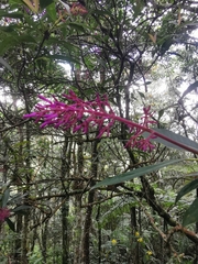 Palicourea angustifolia