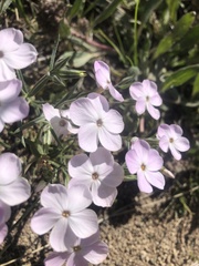Phlox multiflora