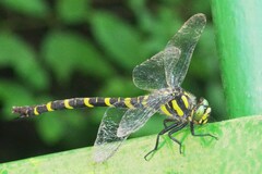 Cordulegaster boltonii