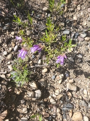Penstemon ellipticus