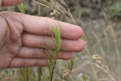 Galatella linosyris