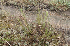 Galatella linosyris