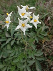 Solanum commersonii