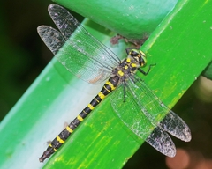 Cordulegaster boltonii