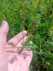 Medicago × varia