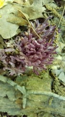 Alloclavaria purpurea